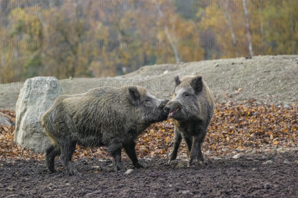 Two wild boar or wild pig (Sus scrofa) fight on an opening