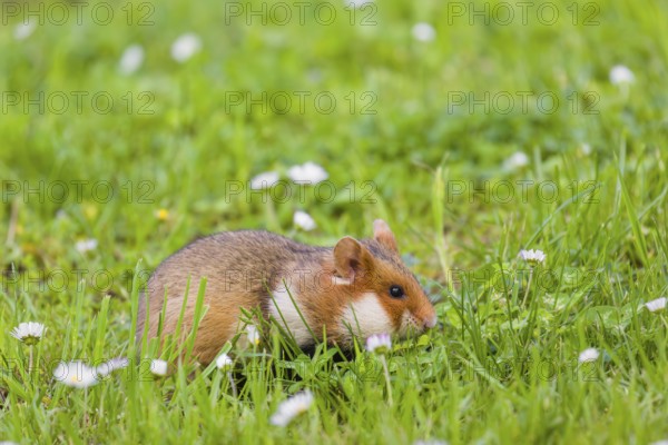 A European hamster (Cricetus cricetus), Eurasian hamster, black-bellied hamster or common hamster, collects herbs, grass and daisies on a meadow