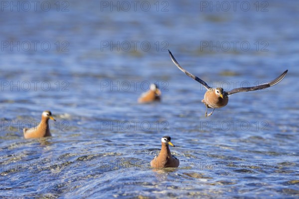 Red phalarope, grey phalarope (Phalaropus fulicarius) males and females in breeding plumage in stream on the tundra in spring, Svalbard, Norway, Europe