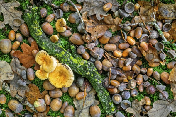 Pedunculate oak (Quercus robur) close-up of fallen acorns, nuts under English oak tree on the forest floor during good mast year in autumn woodland