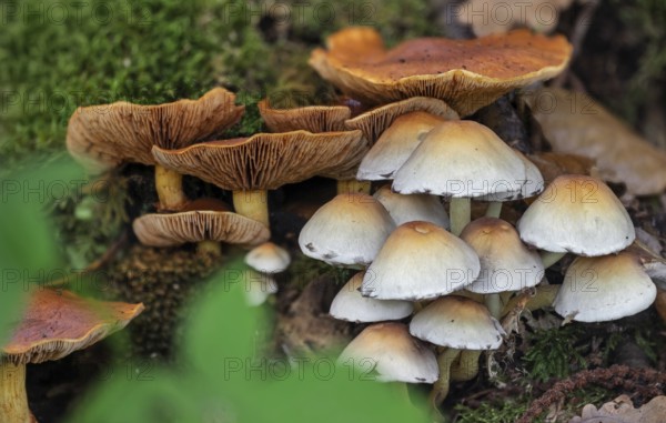 Sulphur tuft, clustered woodlover (Hypholoma fasciculare) and spectacular rustgill (Gymnopilus junonius) mushrooms in forest in autumn