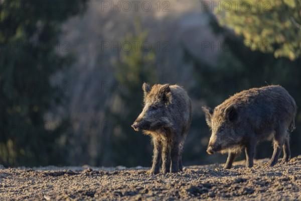 Two wild boar or wild pig (Sus scrofa) searching for food on an opening. Early morning light