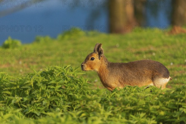 One Patagonian mara (Dolichotis patagonum) stands on a meadow in early morning light