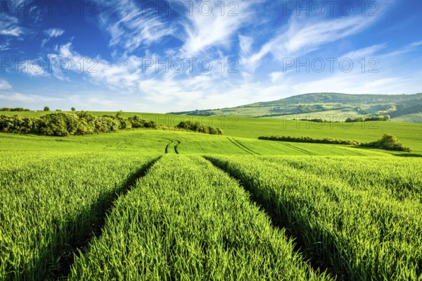 Green fields of Moravia, Czech Republic, Europe