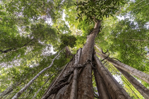 Ancient jungle giant Makayuk, The Old Tree in the jungle of the island of Ko Kut or Koh Kood in the Gulf of Thailand