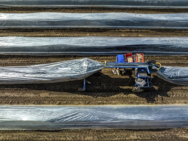 Wesel, North Rhine-Westphalia, Germany, Harvest workers from Eastern Europe harvest the first asparagus of the season in a field, Europe