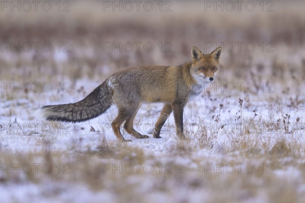 Red fox (Vulpes vulpes), foraging in a meadow covered with snow, biosphere reserve, Swabian Alb, Baden-Württemberg, åGermany