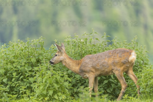One female Roe Deer, (Capreolus capreolus), standing in a thicket of stinging nettle and feeding on it. Late evening light