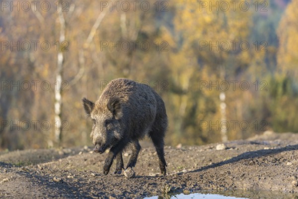One wild boar or wild pig (Sus scrofa), walking over a muddy opening searching for food, with an autumnal colored forest in the background in early morning light