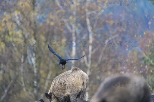 One wild boar or wild pig (Sus scrofa), walking over an opening searching for food. A western jackdaw (Coloeus monedula) flying off of his back and an autumnal colored forest is in the background