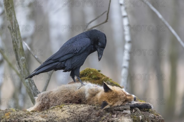 One common raven (Corvus corax), feeding on the carcass of a red fox lying on stones in a forest of birch trees