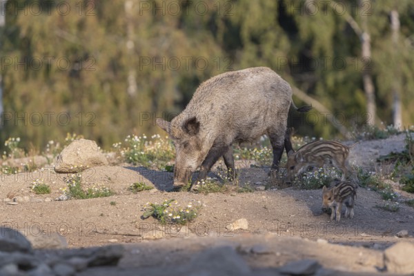 One adult and some piglet wild boar or wild pig (Sus scrofa) walking over an opening with a green forest in the background