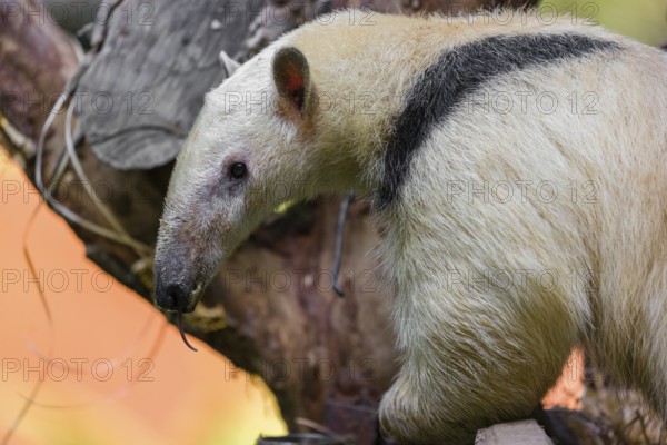 One southern tamandua (Tamandua tetradactyla), climbs up a tree in a forest