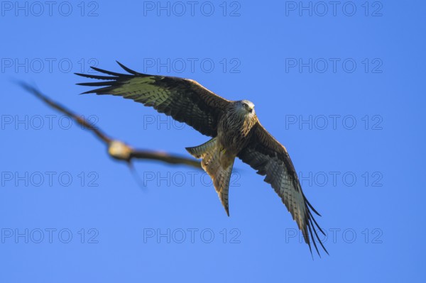 Red Kite, Milvus milvus, bird in flight