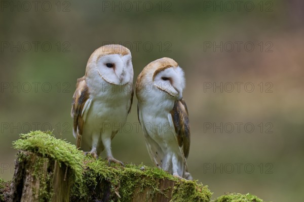 Pair of barn owls (Tyto alba) Bavaria, Germany, Europe