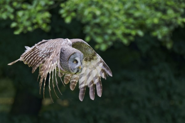 Bearded Owl in flight (Strix nebulosa) captive, Lower Saxony, Germany, Europe