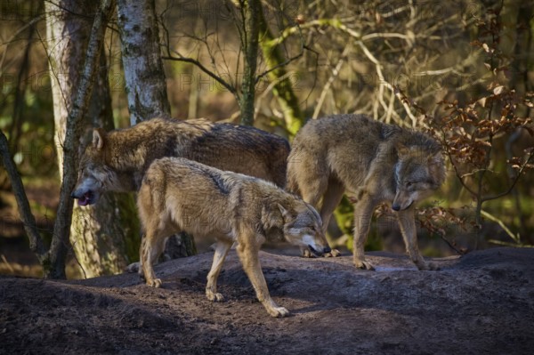 Wolf (Canis lupus), three wolves in an autumnal forest on a rock, surrounded by trees and natural colours, Germany, Europe