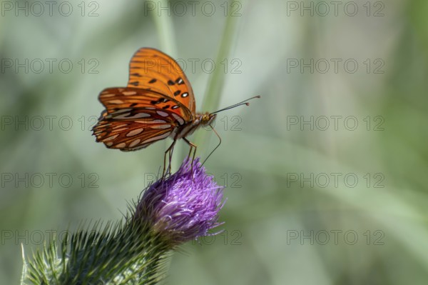 Butterfly of the species Gulf fritillary (or Dione vanillae) on a thistle, Buenos Aires, Argentina, South America