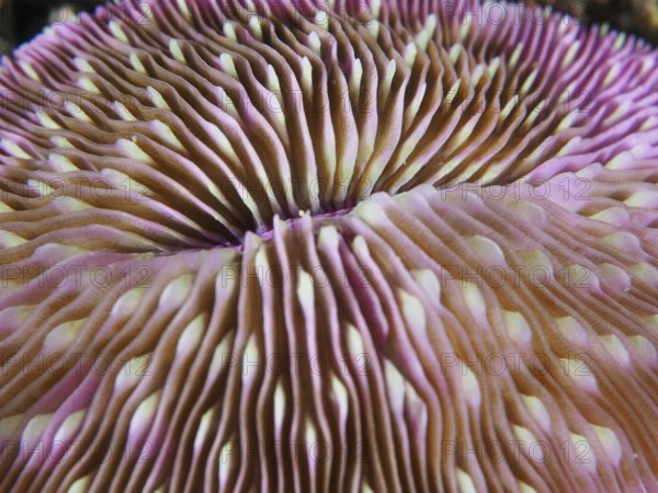 Detailed close-up of a pink mushroom coral (Fungia fungites), stony coral, with wavy patterns, dive site Gondol Reef, Gondol, Bali, Indonesia, Asia