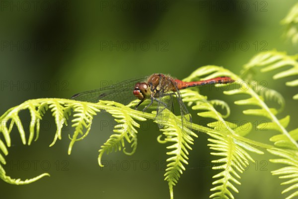 Common darter dragonfly (Sympetrum striolatum) adult male insect on a Bracken plant leaf in the summer, England, United Kingdom, Europe