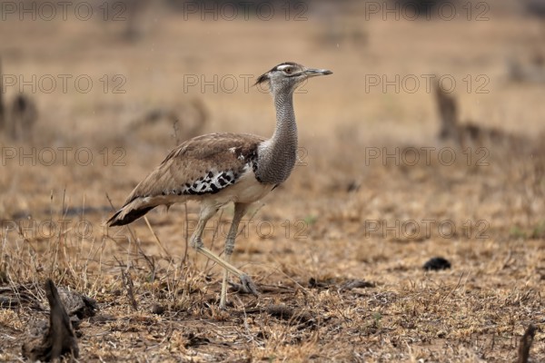Giant bustard, kori bustard (Ardeotis kori), adult, running, foraging, alert, Kruger National Park, Kruger National Park, Kruger National Park South Africa