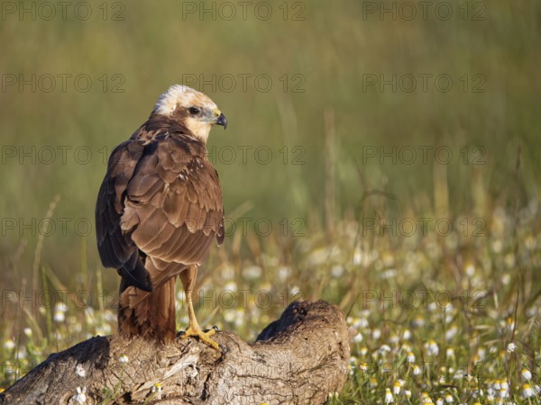 Female marsh harrier (Circus aeruginosus) in a flower meadow, Castilla-La Mancha, Spain, Europe