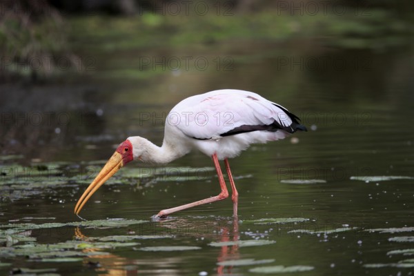 Glutton (Mycteria ibis), adult, in the water, foraging, Kruger National Park, Kruger National Park, Kruger National Park South Africa