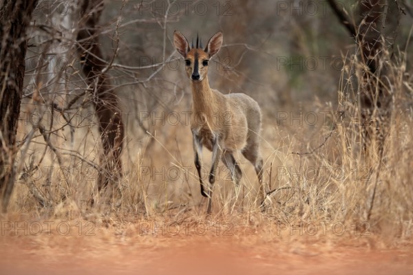 Crowned duiker (Sylvicapra grimmia), adult, male, foraging, Kruger National Park, Kruger National Park, Kruger National Park South Africa