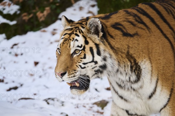 Siberian tiger (Panthera tigris altaica) in winter, portrait, captive, Germany, Europe