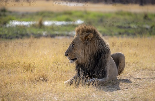 Lion (Panthera leo), adult male, lying in dry grass, Khwai, Okavango Delta, Moremi Game Reserve, Botswana, Africa