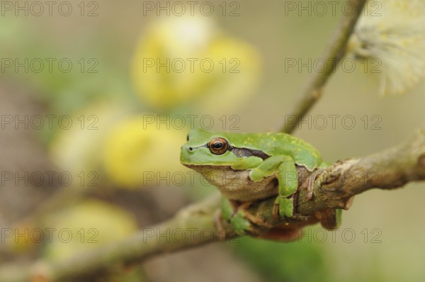 A green frog on a branch, yellow flowers slightly blurred in the background, European tree frog (Hyla arborea), Bavaria