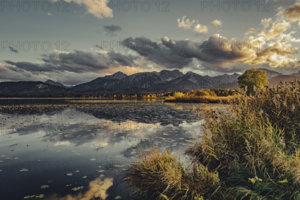 Lake Hopfensee in the Allgäu in autumn with warm sunset light against a picturesque Alpine backdrop, Bavaria, Germany, Europe