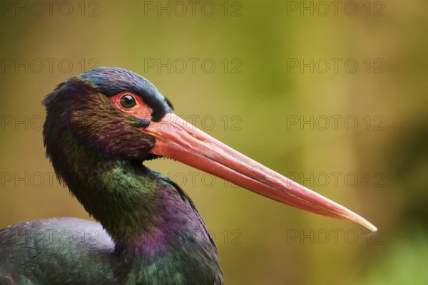 Black stork (Ciconia nigra), portrait, spring, Bavaria, Germany, Europe
