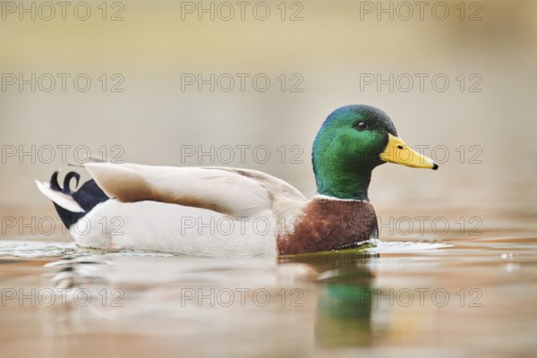 Wild duck (Anas platyrhynchos) male swimming on a lake, Bavaria, Germany, Europe
