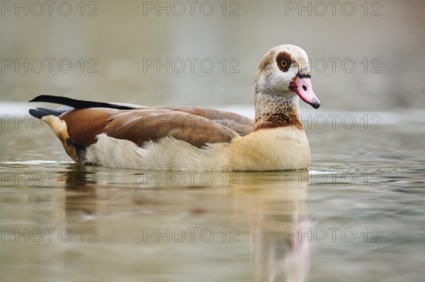 Egyptian goose (Alopochen aegyptiaca) swimming in the water, Bavaria, Germany, Europe