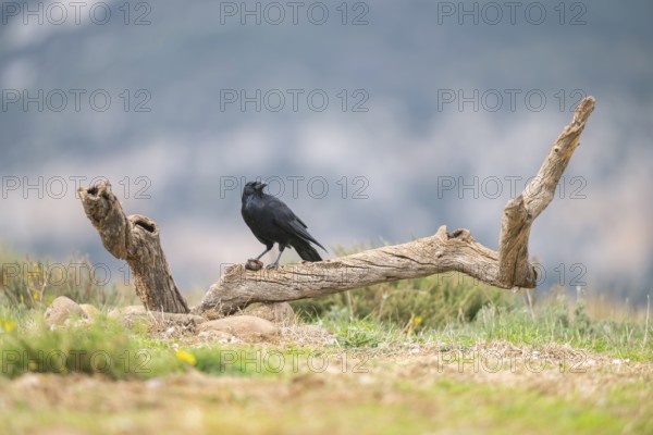 Common raven (Corvus corax) sitting on a dead branch, Pyrenees, Catalonia, Spain, Europe