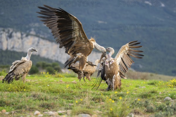 Griffon Vultures (Gyps fulvus) fighting on a flowering meadow in autumn, Pyrenees, Catalonia, Spain, Europe