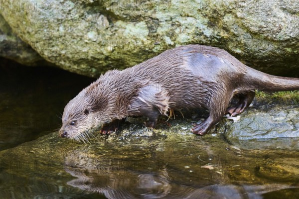 Eurasian otter (Lutra lutra) on the shore of a little lake in the bavarian forest, Bavaria, Germany, Europe