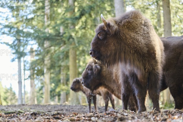European bison (Bison bonasus) in a forest in spring, Bavarian Forest, Germany, Europe