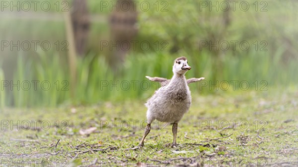 Nile goose chick (Alopochen aegyptiaca) standing, stretching its not yet developed wings, frontal view, ground covered by small twigs and short green grass, background blurred, reed belt and tree trunks, Rombergpark, Dortmund, North Rhine-Westphalia, Germany, Europe