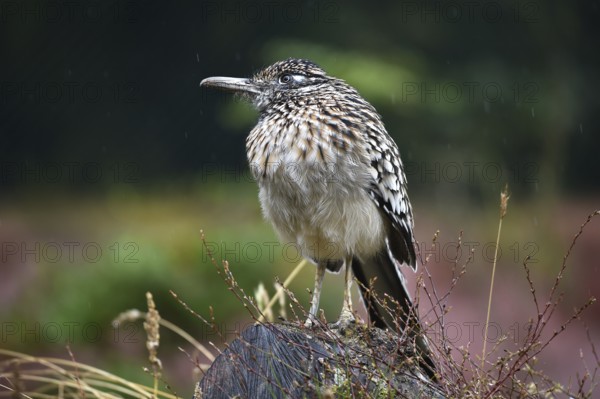 Racing cuckoo, (Geococcyx velox) in the rain, Marlow Bird Park, Mecklenburg-Western Pomerania, Germany, Europe