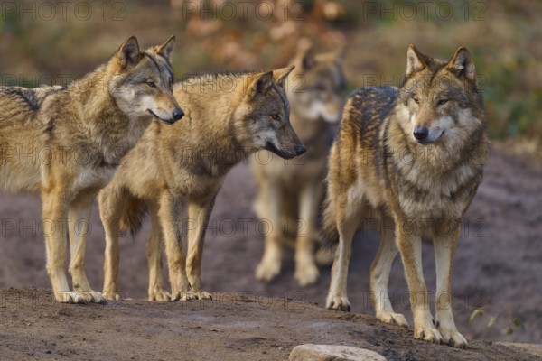 Wolf (Canis lupus), four wolves standing at attention in a natural environment, Germany, Europe