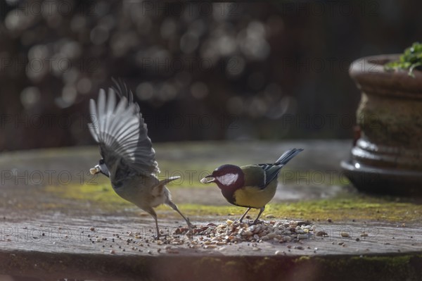 Great tits (Parus major) collecting seeds from a garden table, Bavaria, Germany, Europe