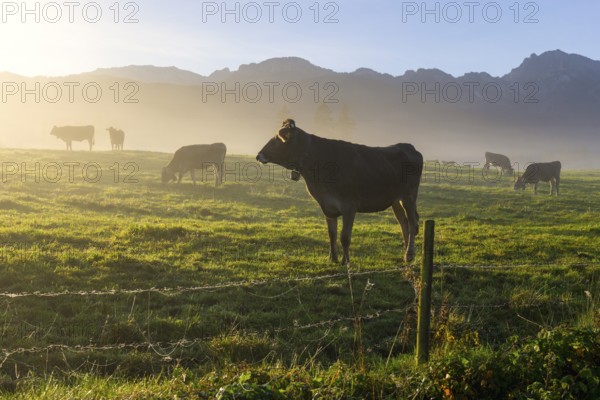 Cows grazing on a misty meadow at sunrise, mountains rising in the background, near Füssen, Ostallgäu, Bavaria, Germany, Europe