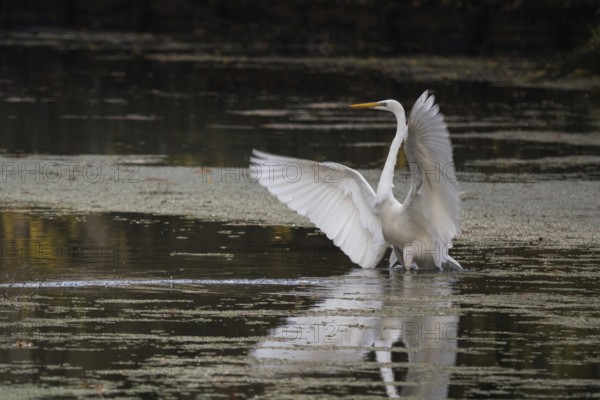 An egret (Ardea alba) flaps its wings over the water and is reflected in it, Hesse, Germany, Europe
