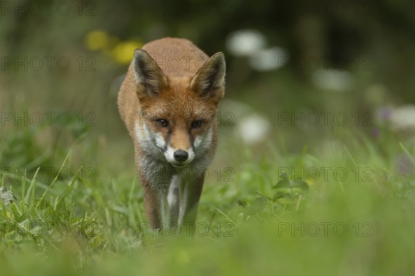 Red fox (Vulpes vulpes) adult animal in grassland countryside in the summer, England, United Kingdom, Europe