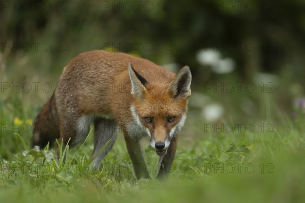 Red fox (Vulpes vulpes) adult animal walking in grassland with summer flowers, England, United Kingdom, Europe