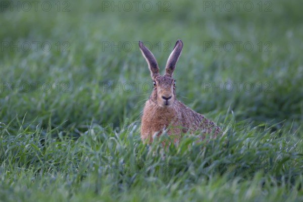 European brown hare (Lepus europaeus) adult animal in a farmland cereal field crop in summer, England, United Kingdom, Europe
