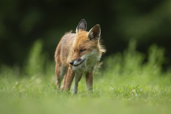 Red fox (Vulpes vulpes) adult animal with its eyes shut in grassland countryside in the summer, England, United Kingdom, Europe