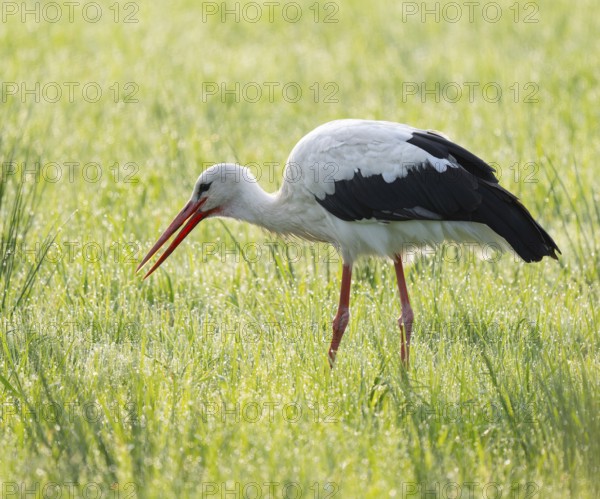 White stork (Ciconia ciconia) foraging in a meadow, Lower Saxony, Germany, Europe